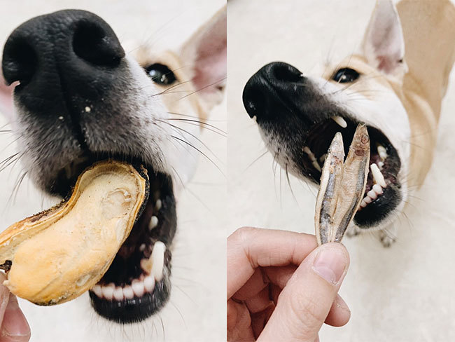 溫妮狗狗大啖卡尼零食