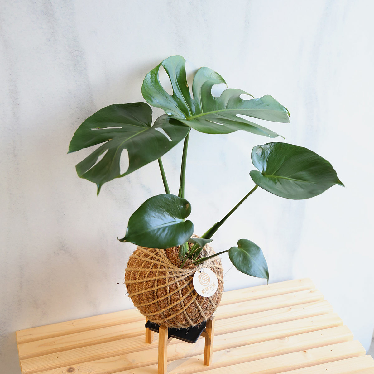 PD39｜龜背芋大苔球