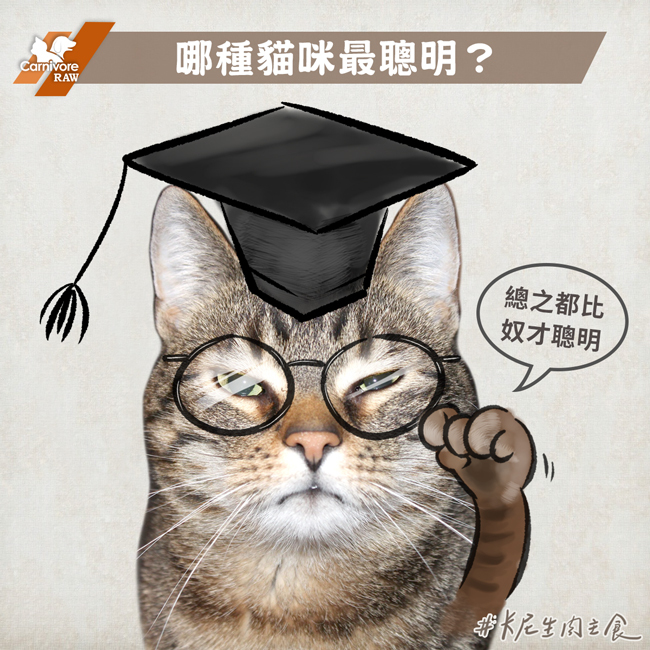 戴著學位帽和眼鏡的聰明貓咪