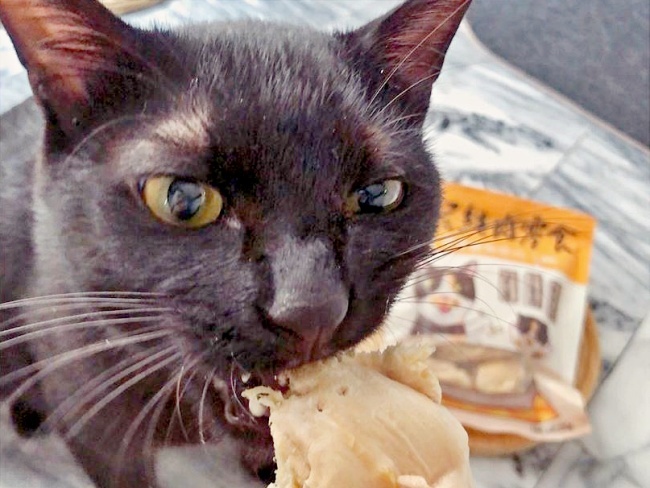 黑貓吃卡尼零食