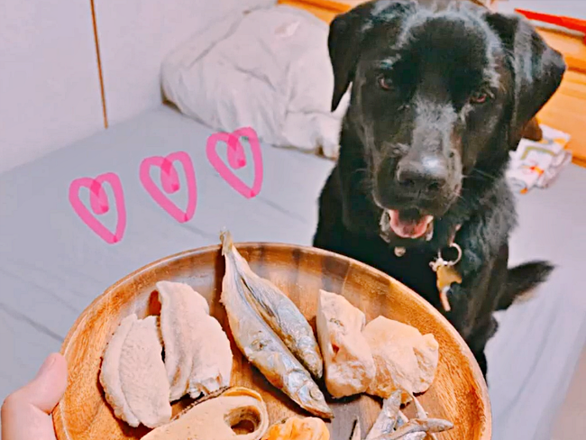 狗狗等吃卡尼零食