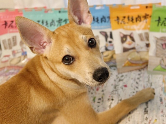 狗狗和卡尼零食