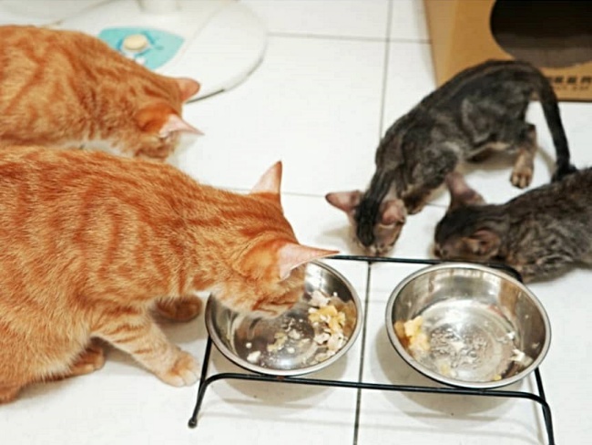 一群貓咪吃卡尼零食