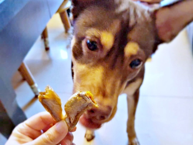 狗狗吃卡尼柳葉魚