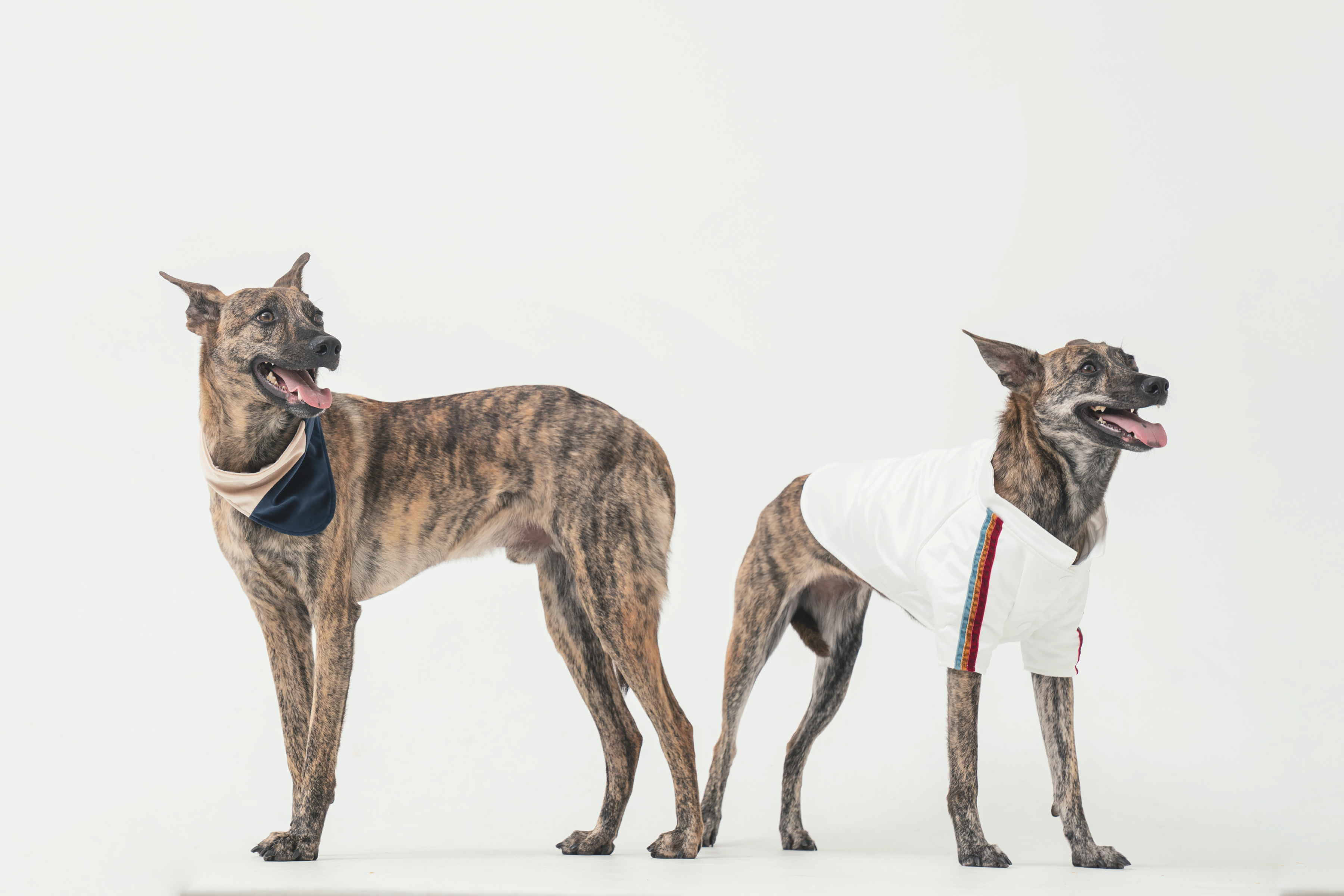 PEHOM x Somthing Studio - 待領養 - 葛葛&媄媄