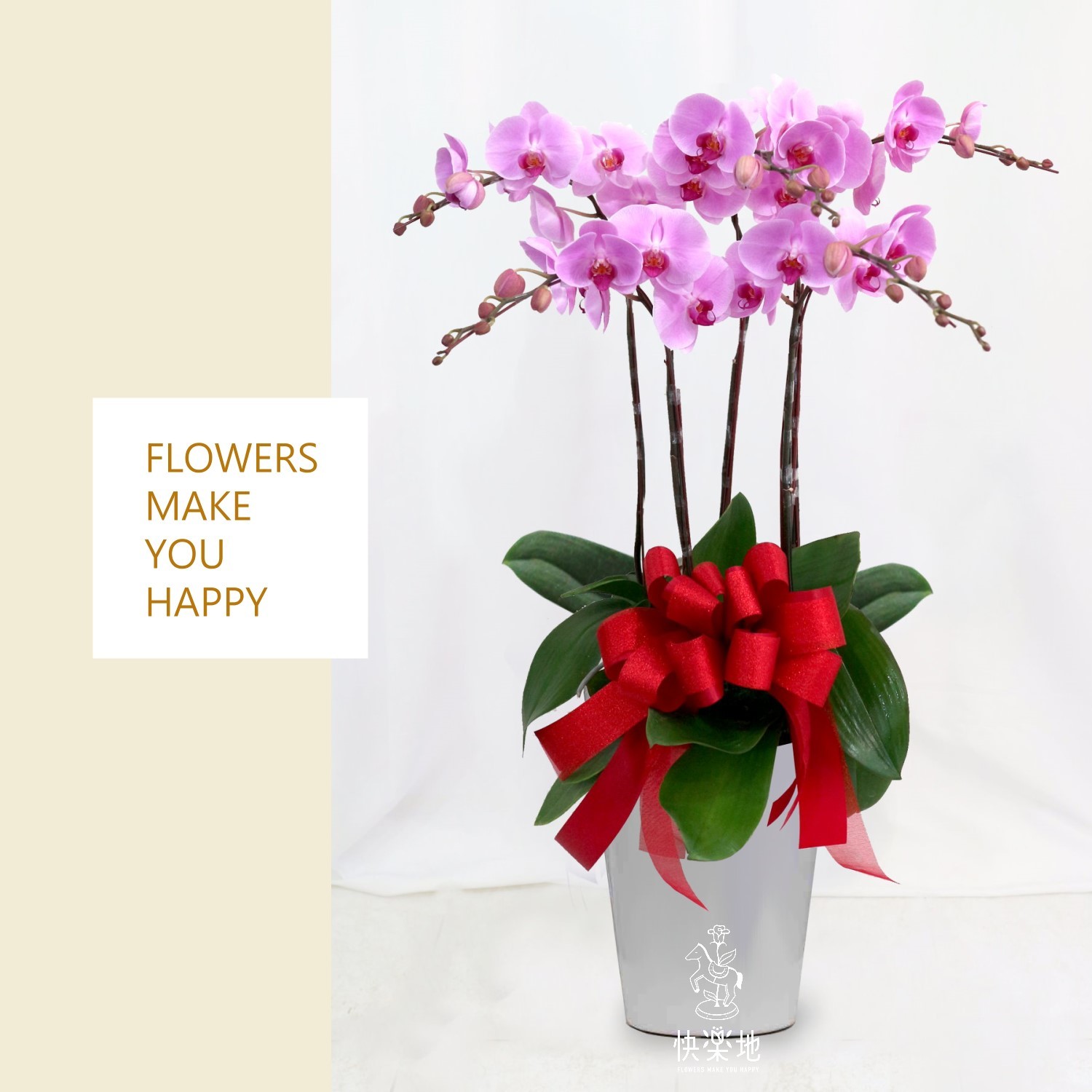 蝶舞璀璨 I 蘭花盆栽   OS190352