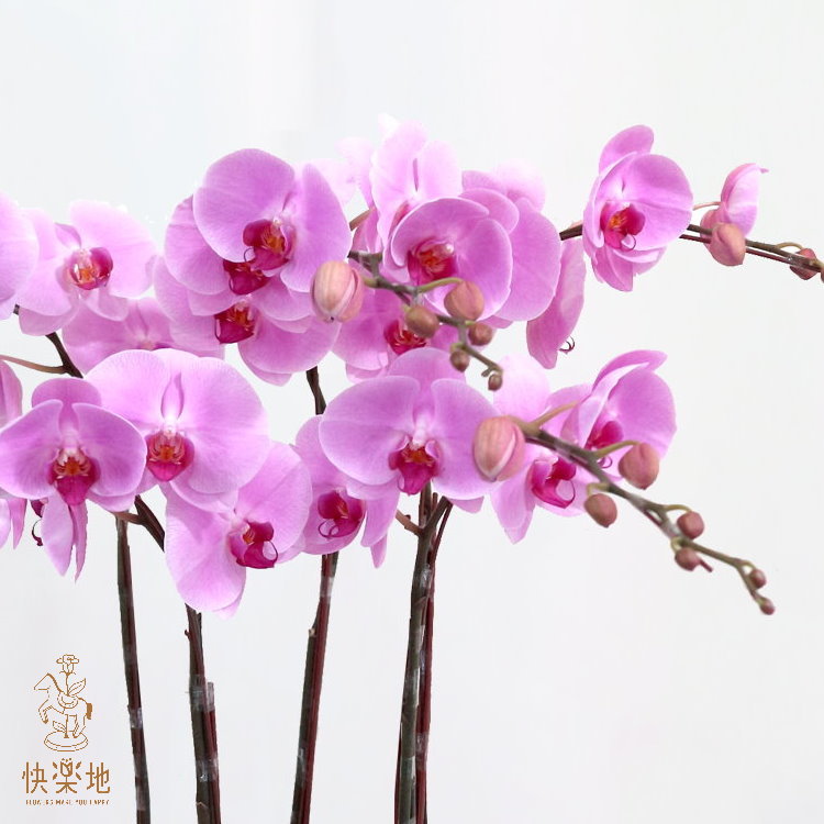 蝶舞璀璨 I 蘭花盆栽   OS190352