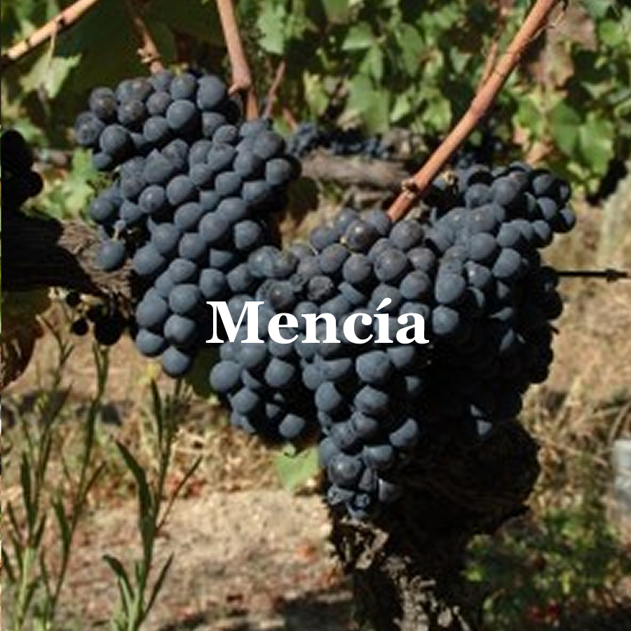 Mencia Grape