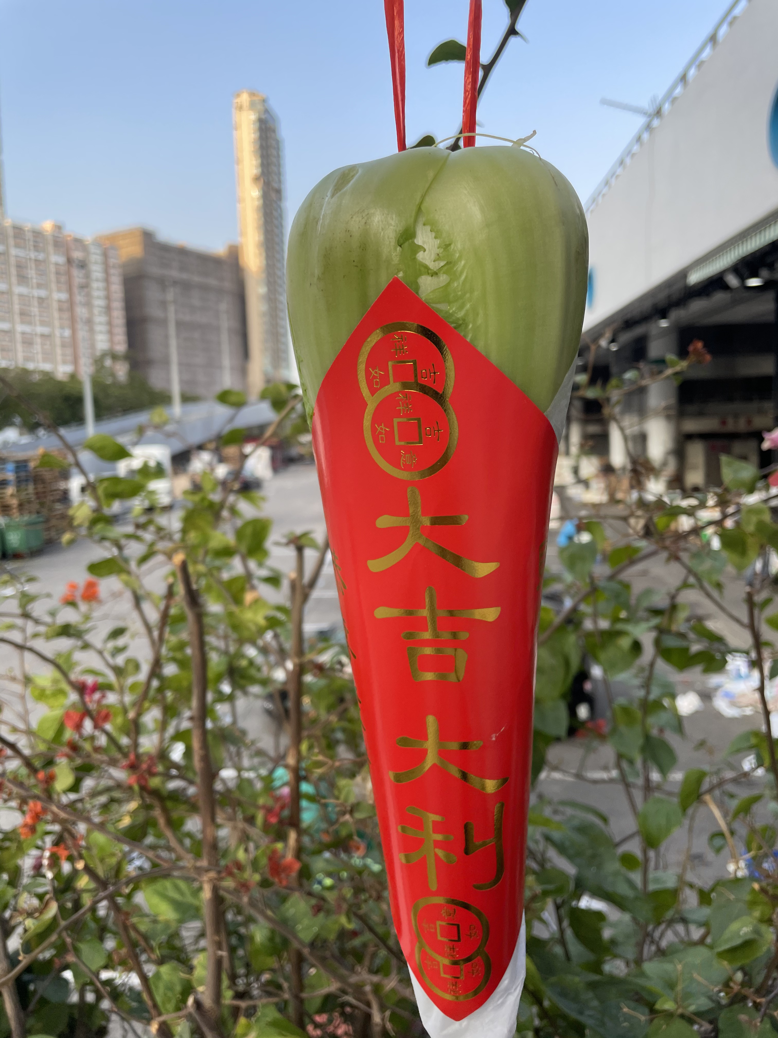 大吉大利霸州紹菜🧧[按重量出售]