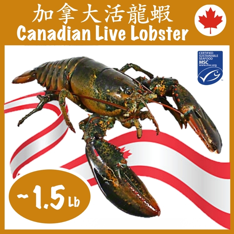 Live Lobsters delivered to 5 Stars Hotels. Hard shell