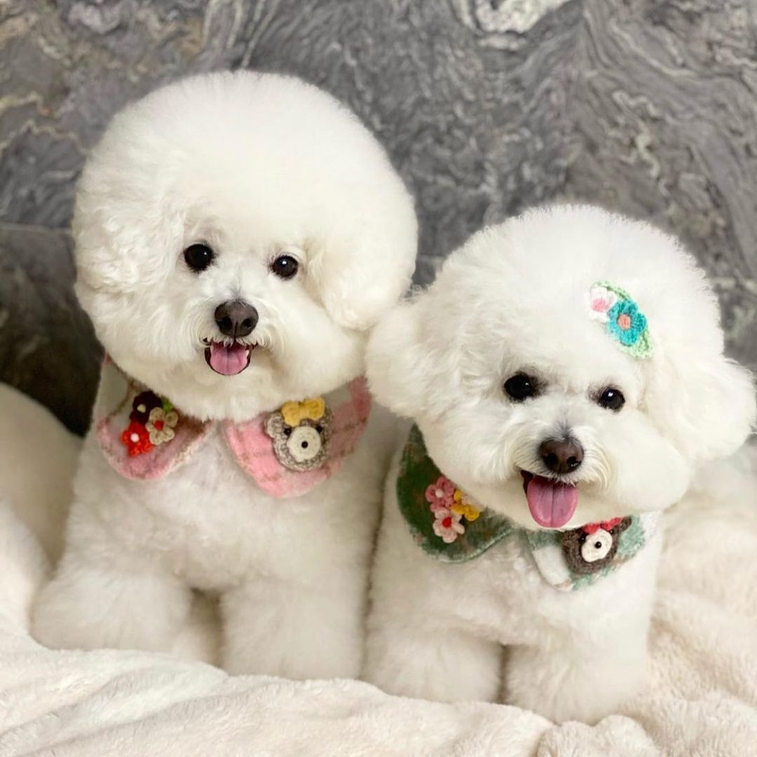 Bow Bow Pet Check & Bear Cape