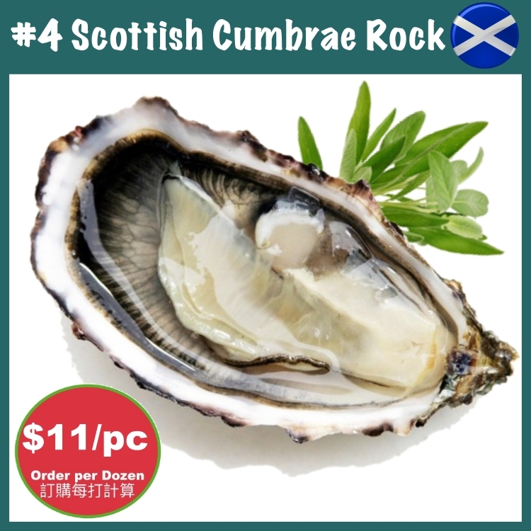 4 Scottish Cumbrae Rock Live Oyster, 5070gm/pc