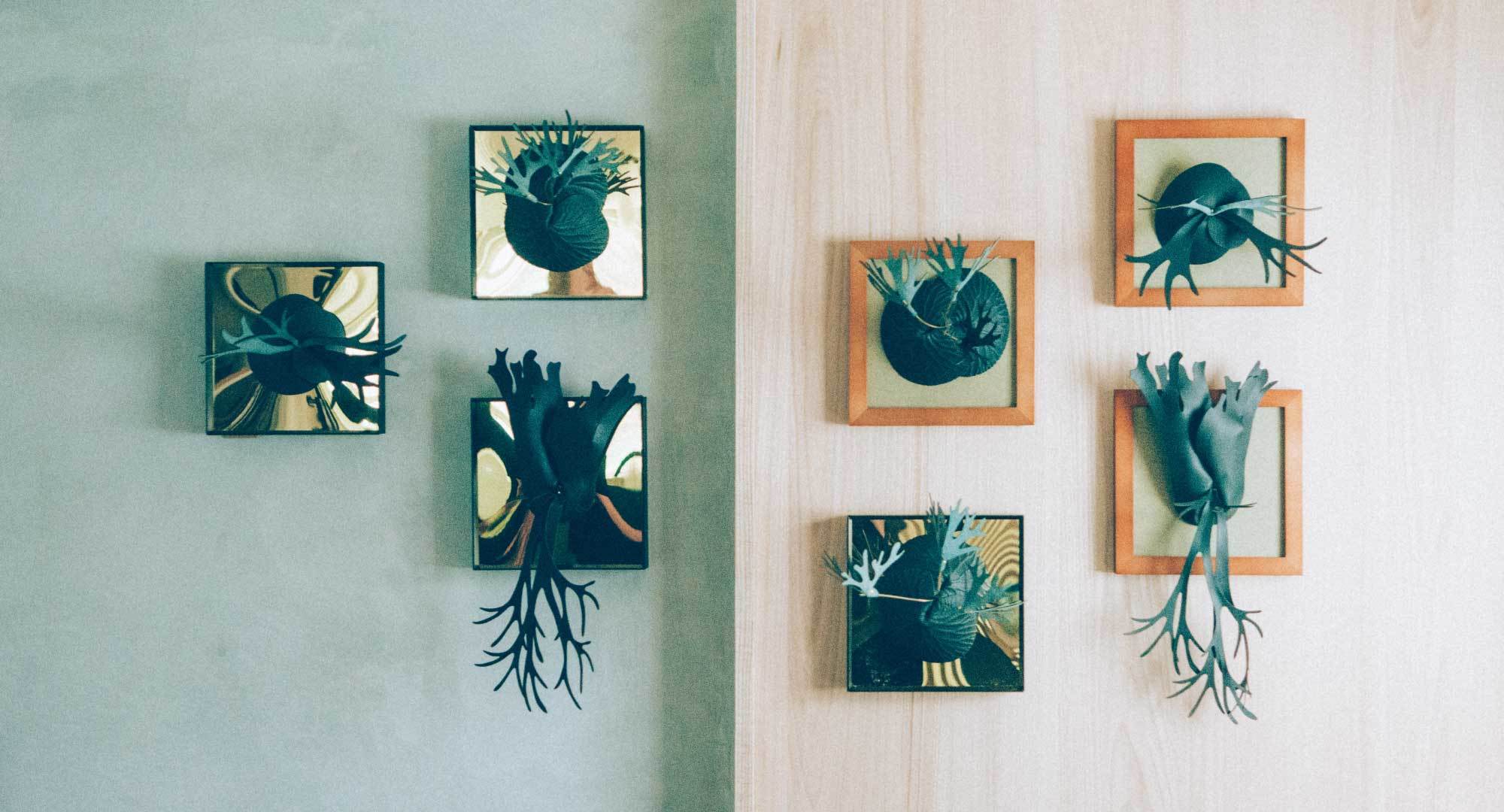 多個香氛鹿角蕨掛於牆上