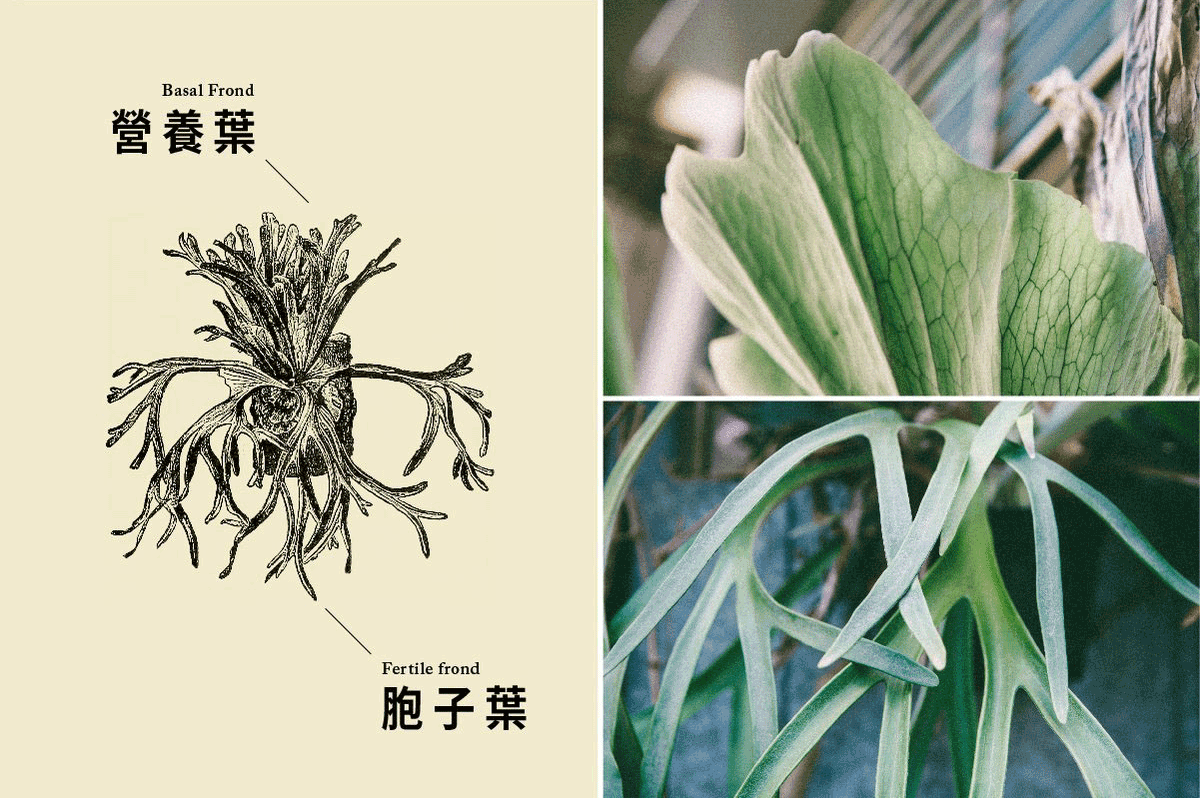 手繪鹿角蕨插圖，營養葉、孢子葉實體照片