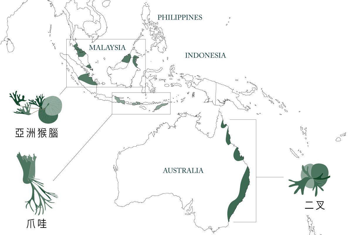 三種鹿角蕨品種分佈圖