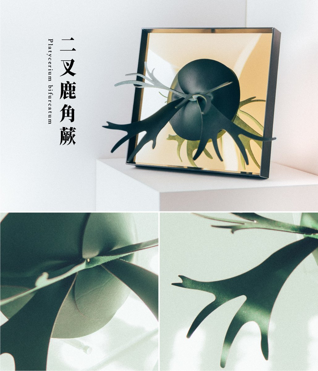 二叉鹿角蕨外觀、葉子細節特寫