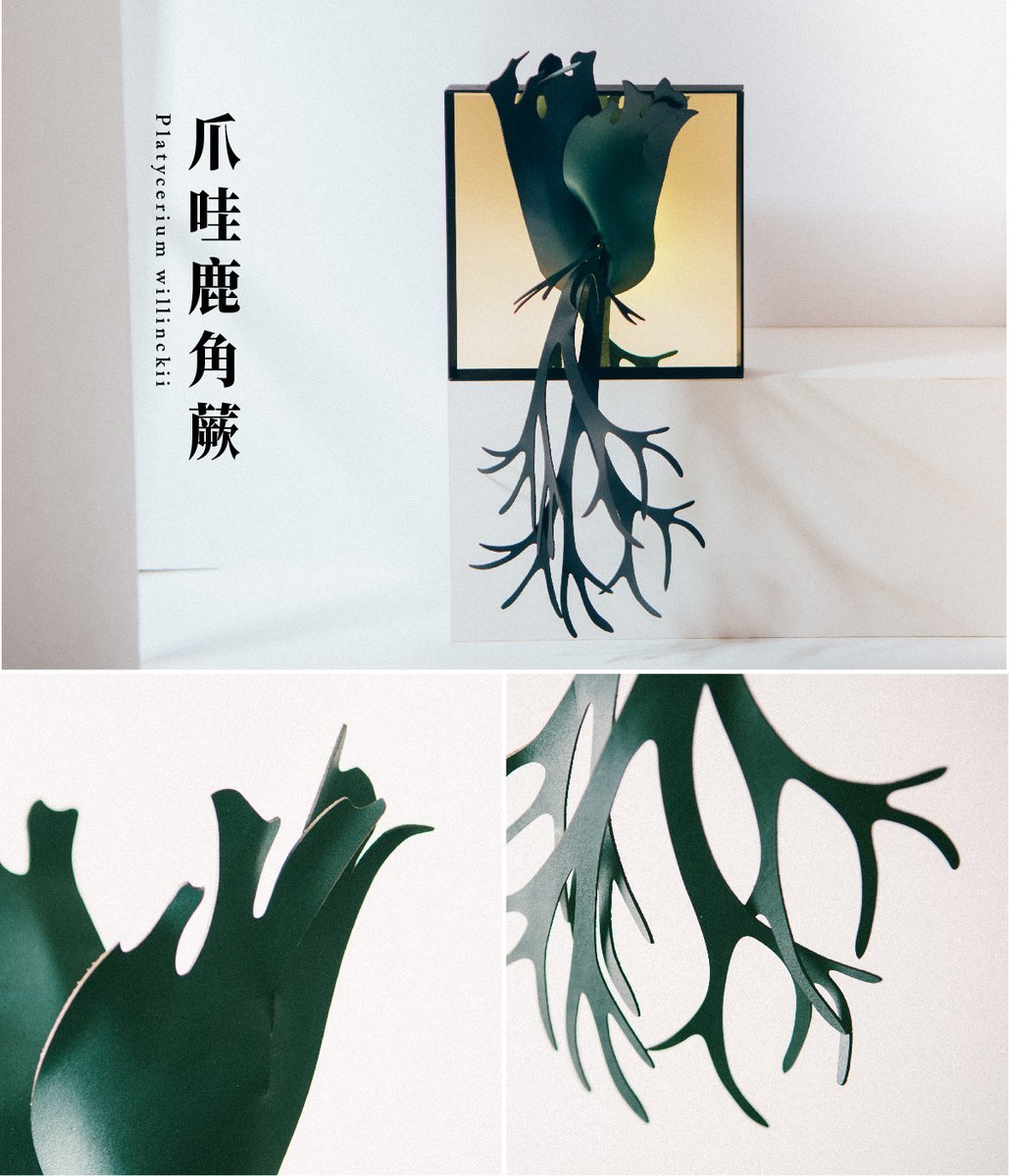 爪哇鹿角蕨外觀、葉子細節特寫