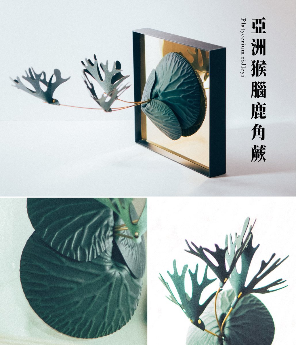 亞洲猴腦鹿角蕨外觀、葉子細節特寫