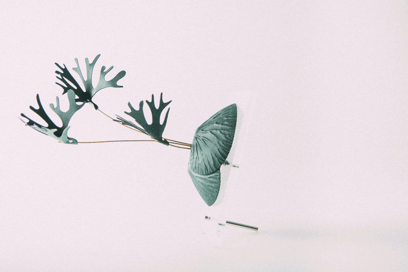 亞洲猴腦鹿角蕨各種角度展示