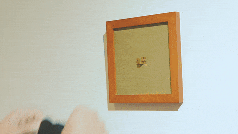 鹿角蕨一秒掛上各種背板