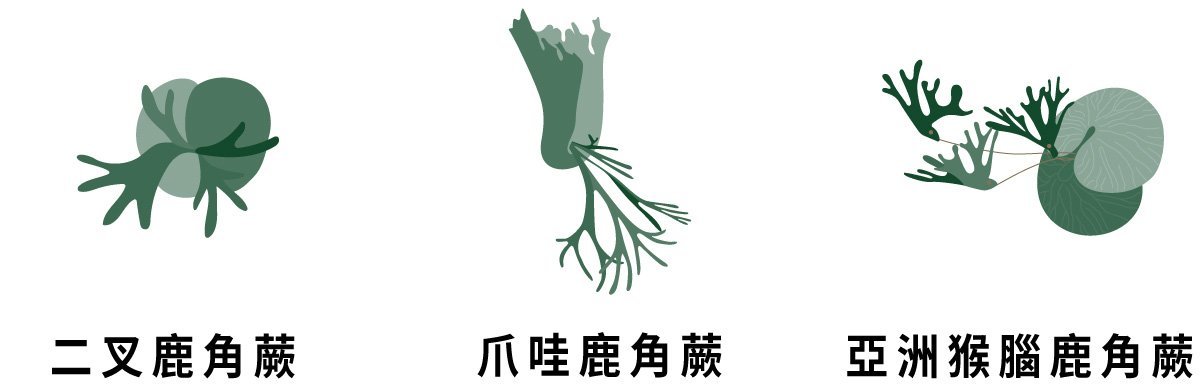 二叉鹿角蕨 爪哇鹿角蕨 亞洲猴腦鹿角蕨