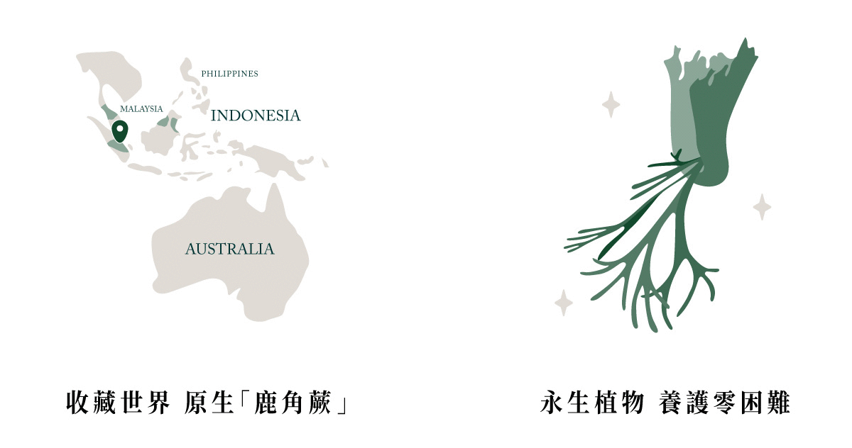 插圖：收藏世界原生鹿角蕨、永生植物養生零困難