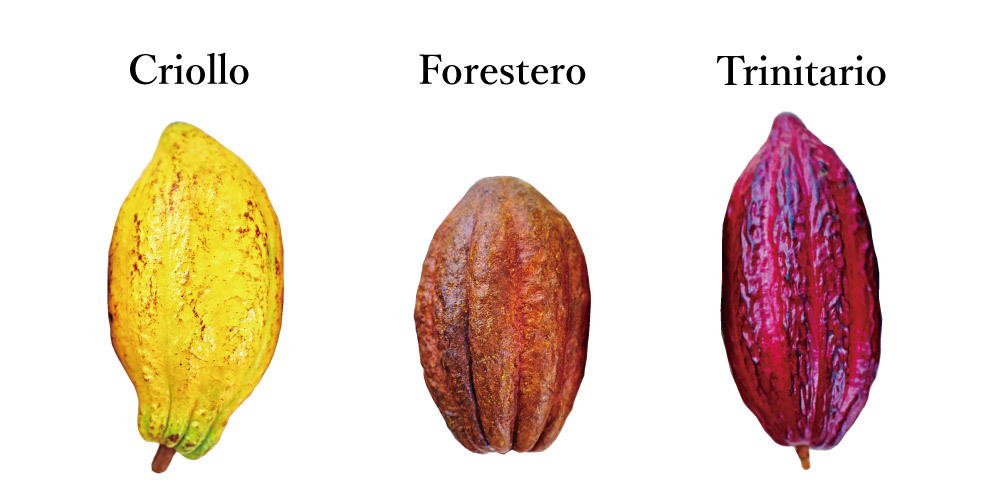 Criollo, Forastero, Trinitario 三種品種的可可果
