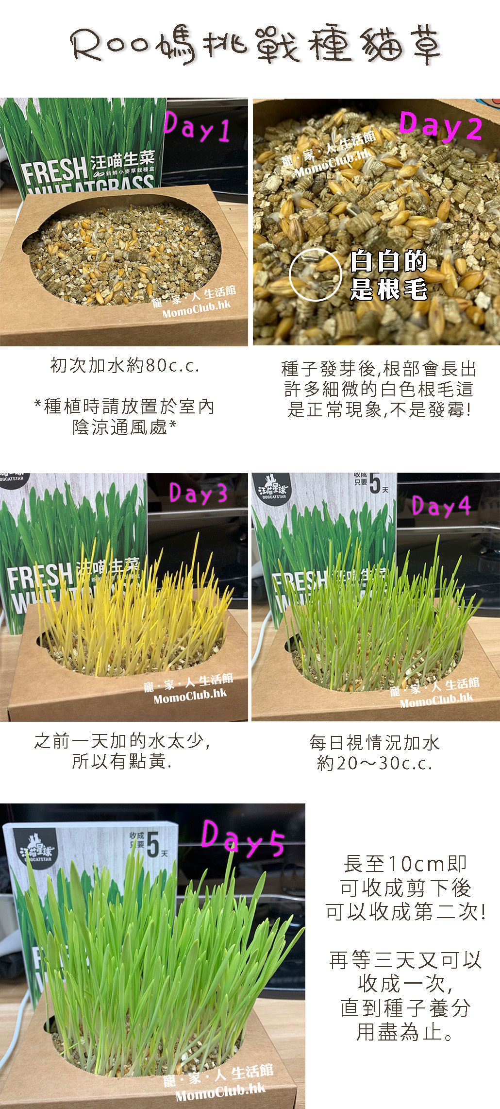 Roo媽挑戰種貓草