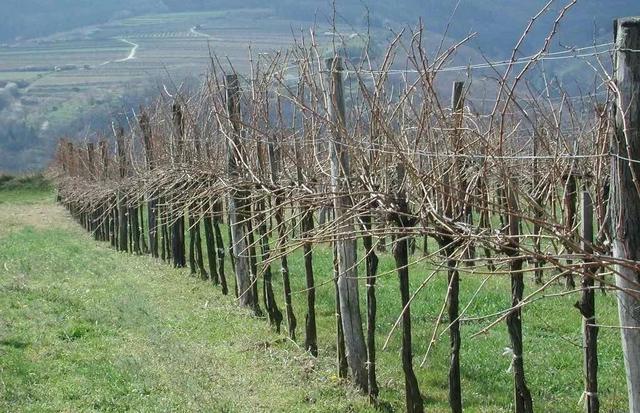 Gruner Veltliner, 綠維特利納, 白葡萄, 釀酒葡萄, 奧地利葡萄, grape, Veltliner