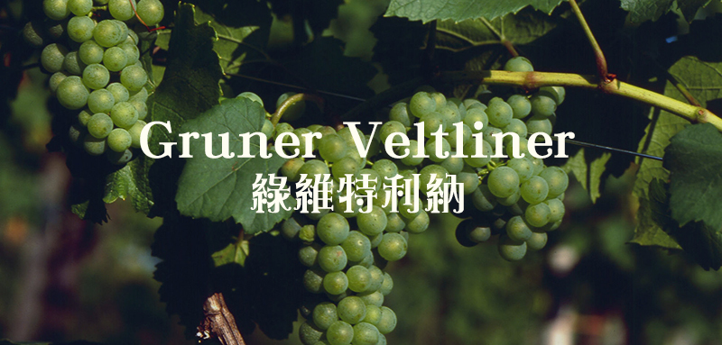Gruner Veltliner, 綠維特利納, 白葡萄, 釀酒葡萄, 奧地利葡萄, grape, Veltliner
