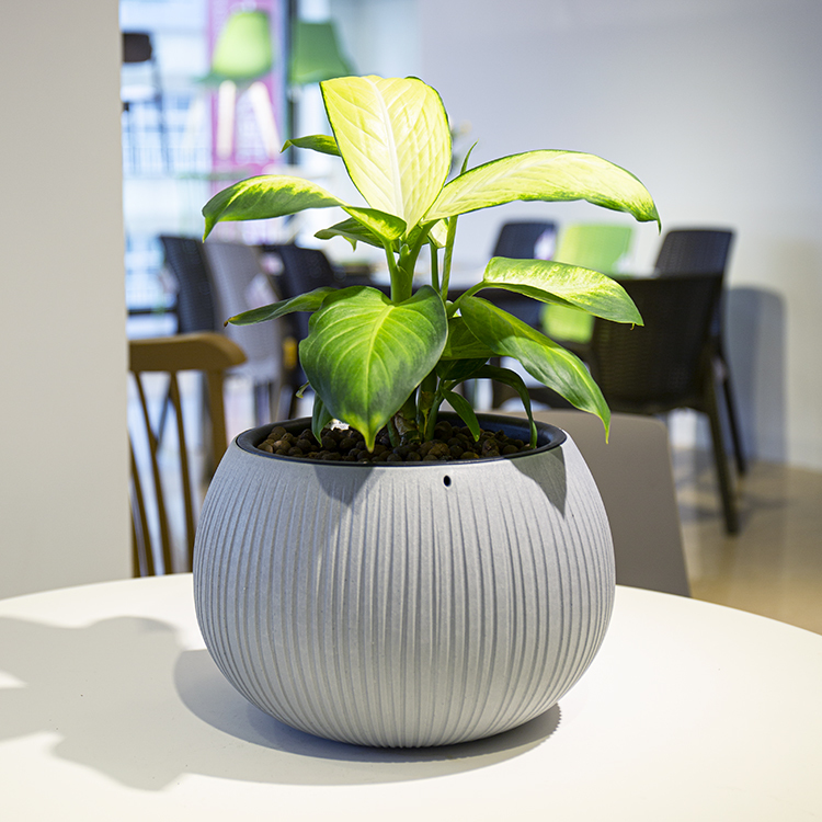 貝頓 2in1 圓盆 (24)