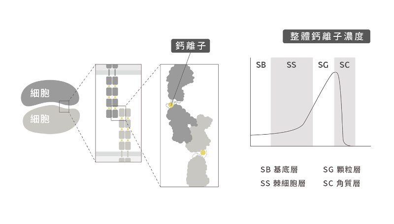 ”杏仁酸用法不是只有1種!應該用新思維來作煥膚保養