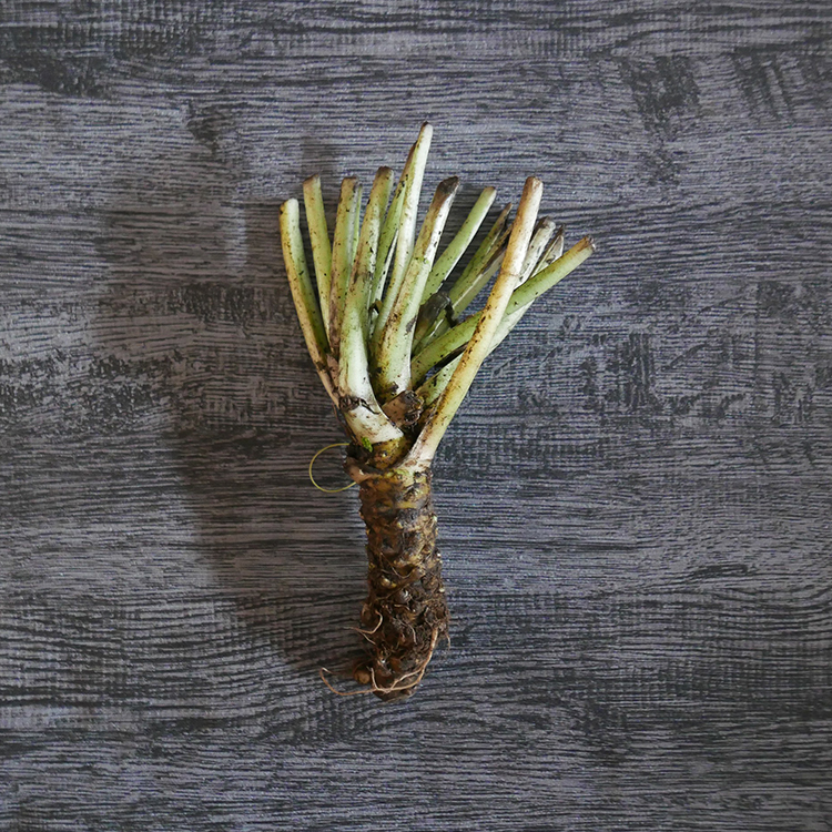 新鮮山葵（修青版）