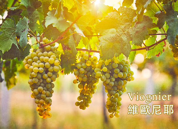 Viognier , 維歐尼耶