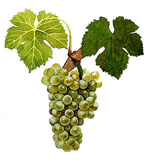 Viognier , 維歐尼耶