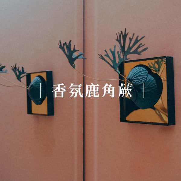 前往香氛鹿角蕨系列頁面