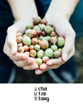 台灣茶油伴手禮