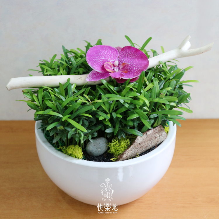 悠然閑情 I 羅漢松  GP200220