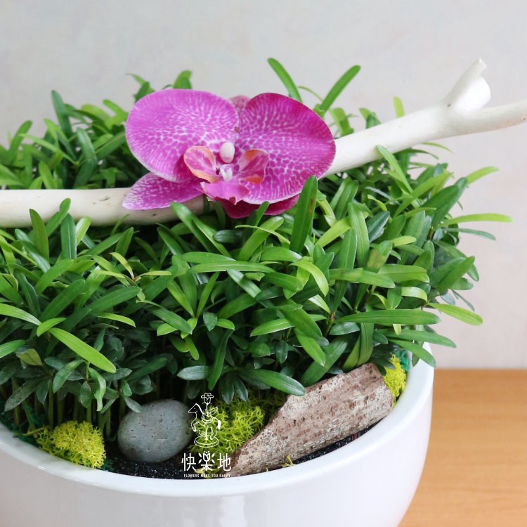 悠然閑情 I 羅漢松  GP200220