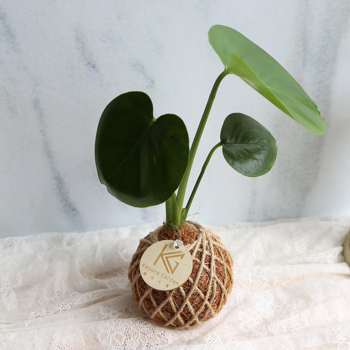 PD04｜龜背芋小苔球