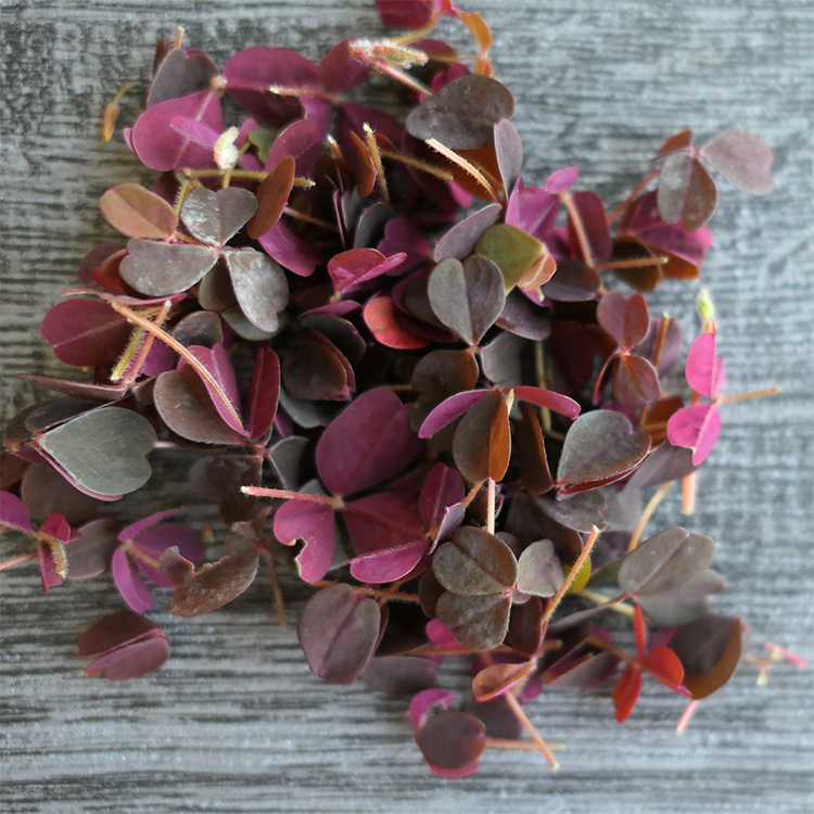 酢漿草（紅/綠）