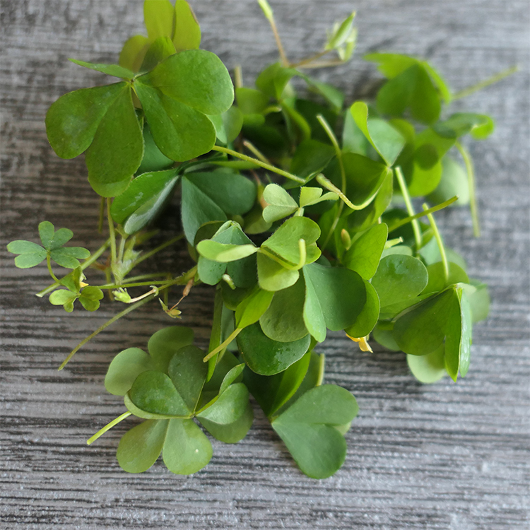 酢漿草（紅/綠）