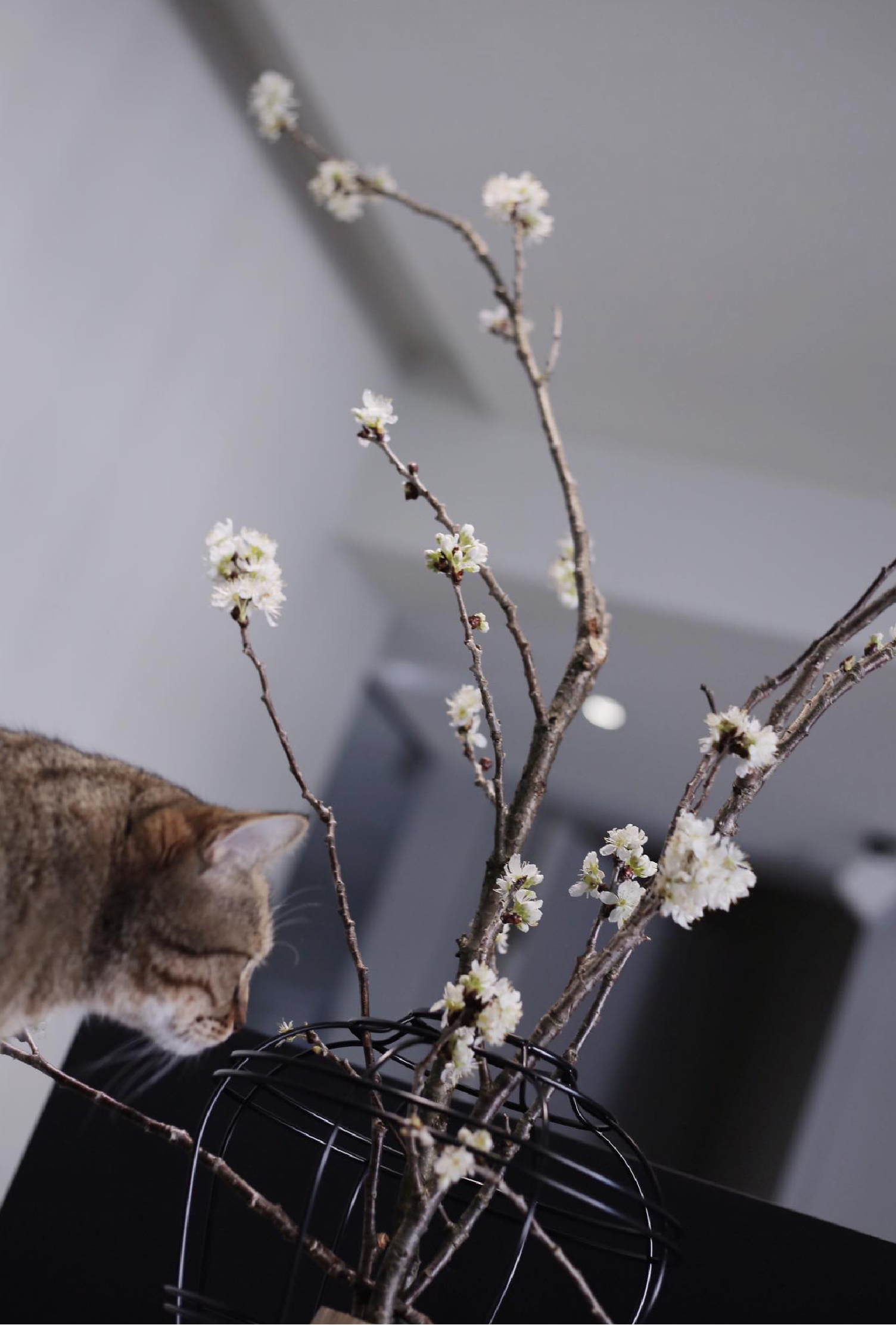 上下花器黑色與貓