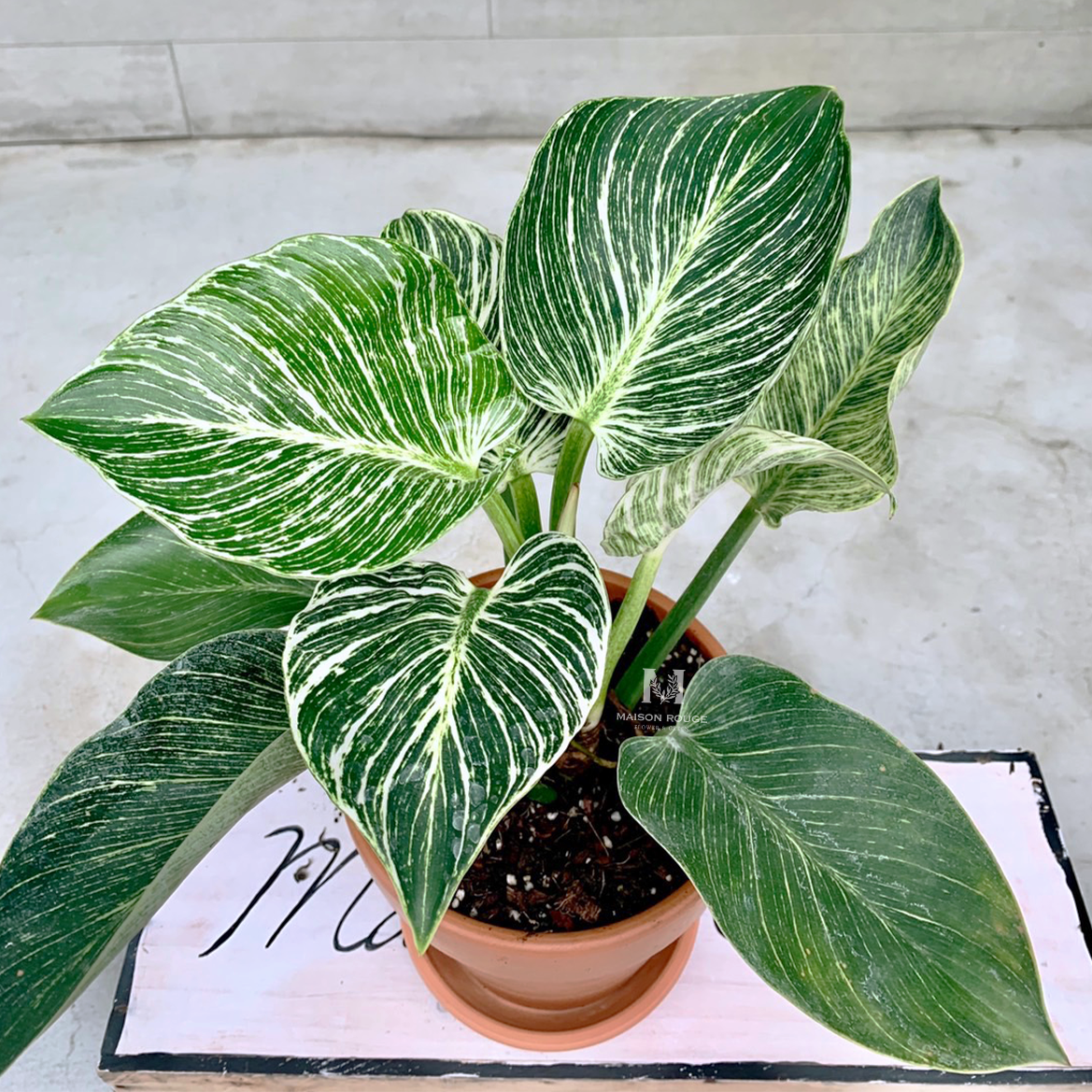 鉑金蔓綠絨・綠色植栽