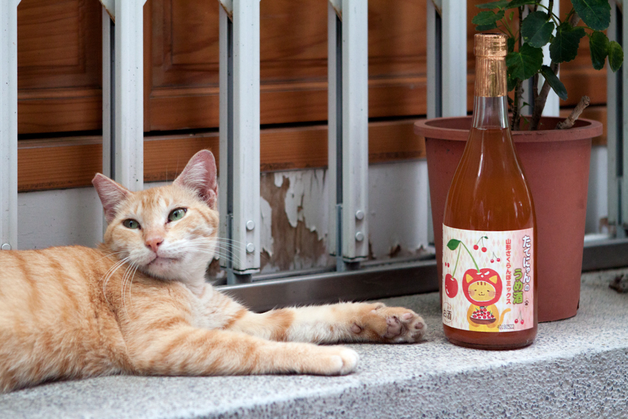 子寶TATE貓 櫻桃梅酒