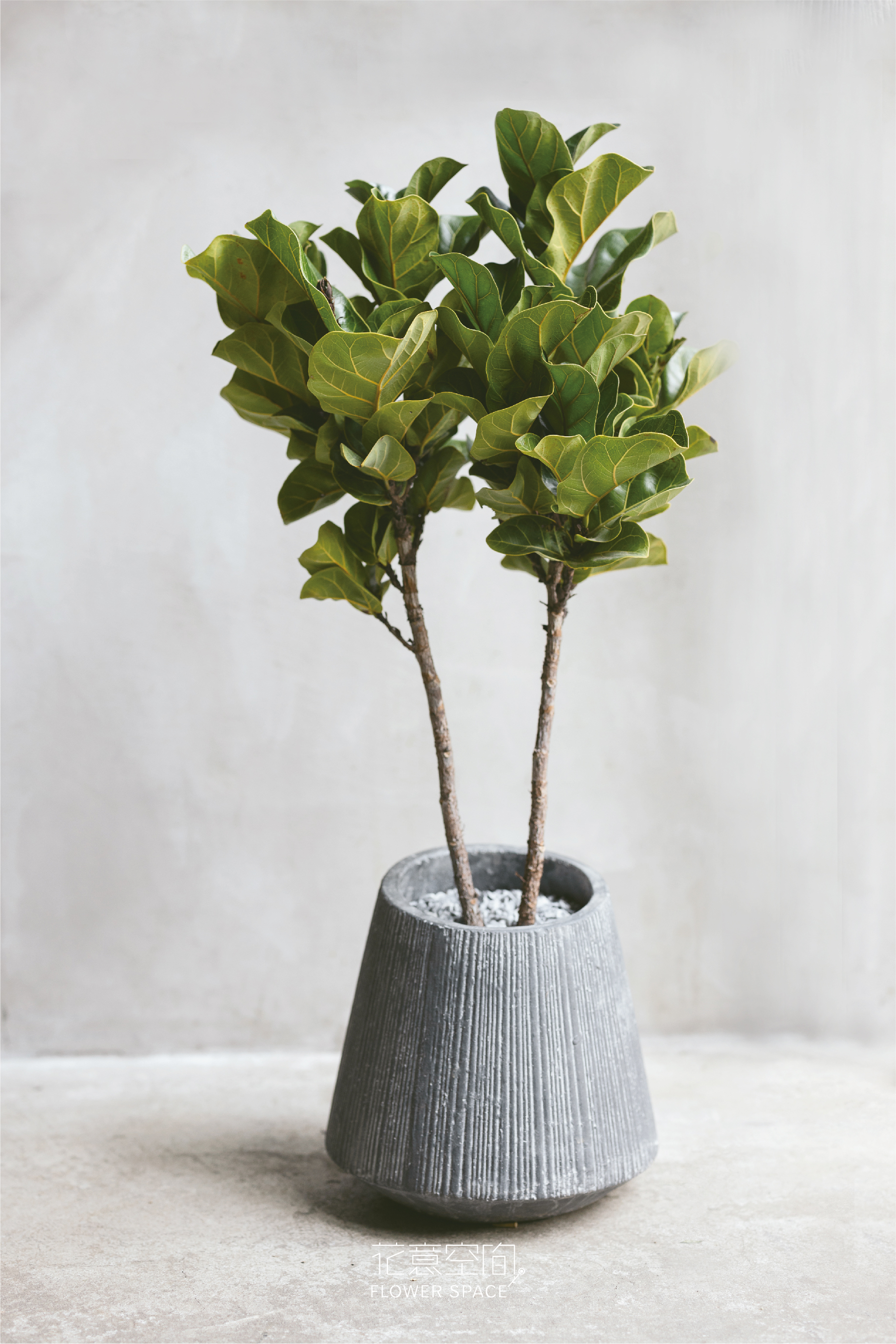 小葉琴葉榕植栽