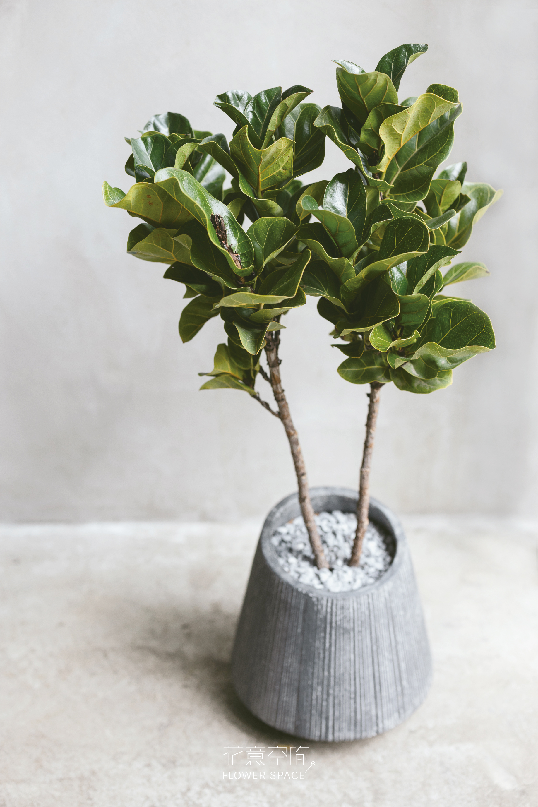 小葉琴葉榕植栽