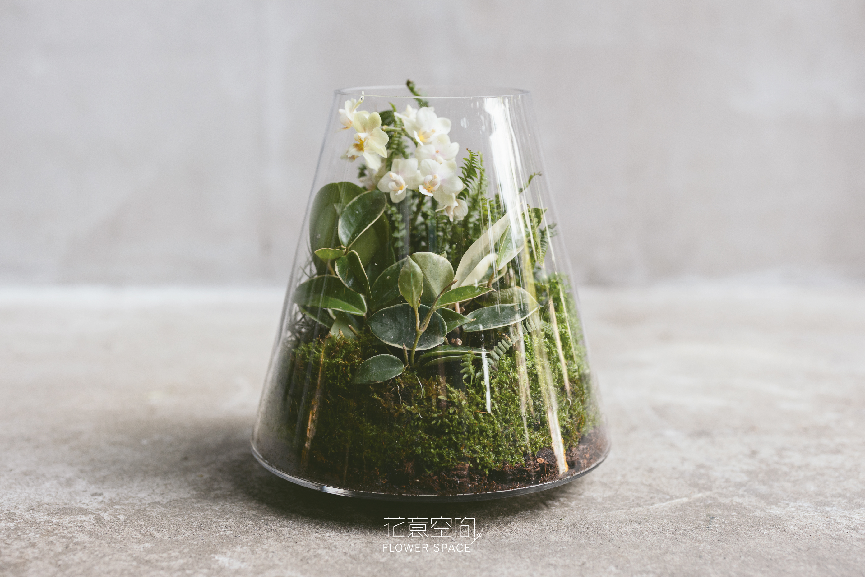 迷你蝴蝶蘭生態瓶 - 啞光