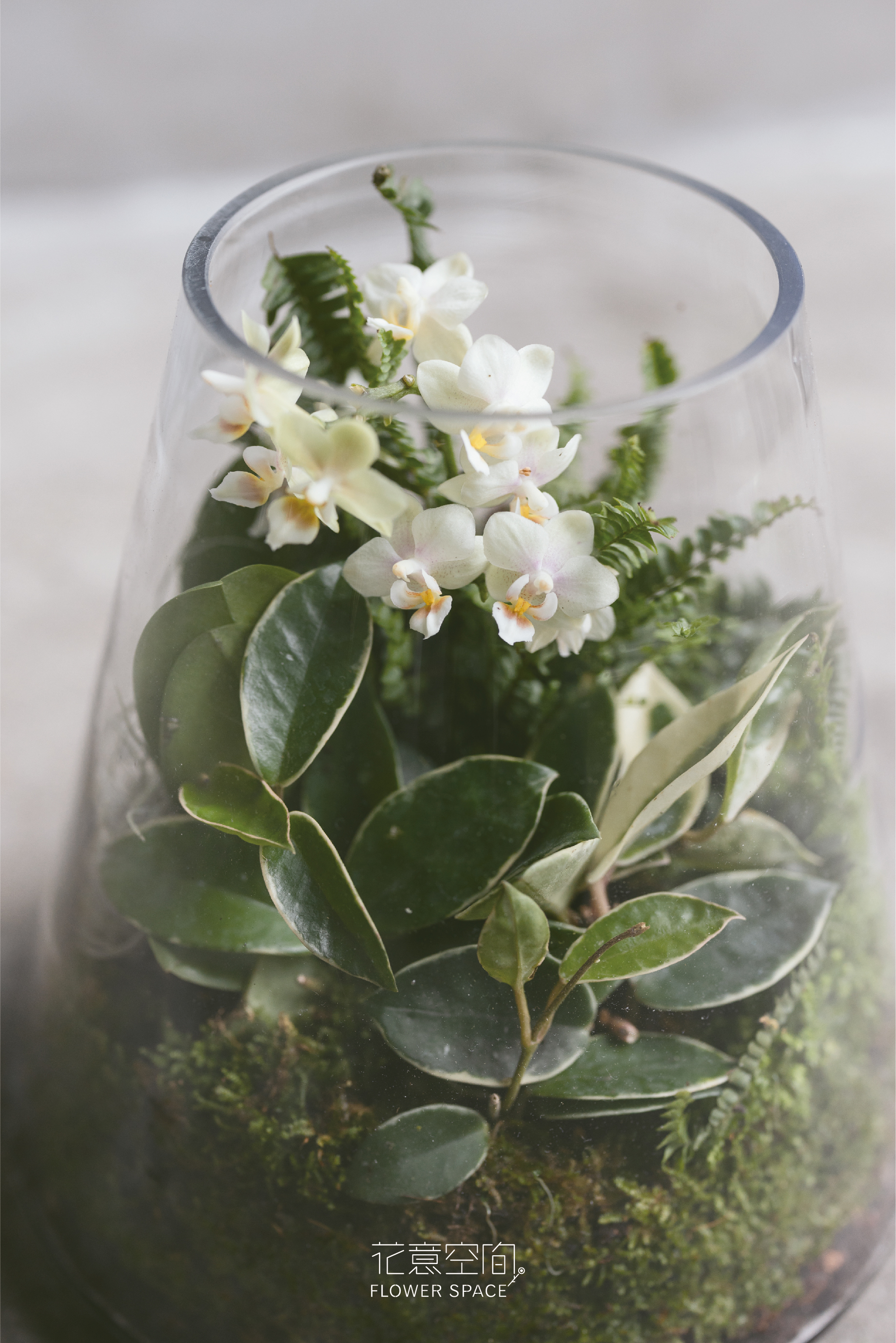 迷你蝴蝶蘭生態瓶 - 啞光