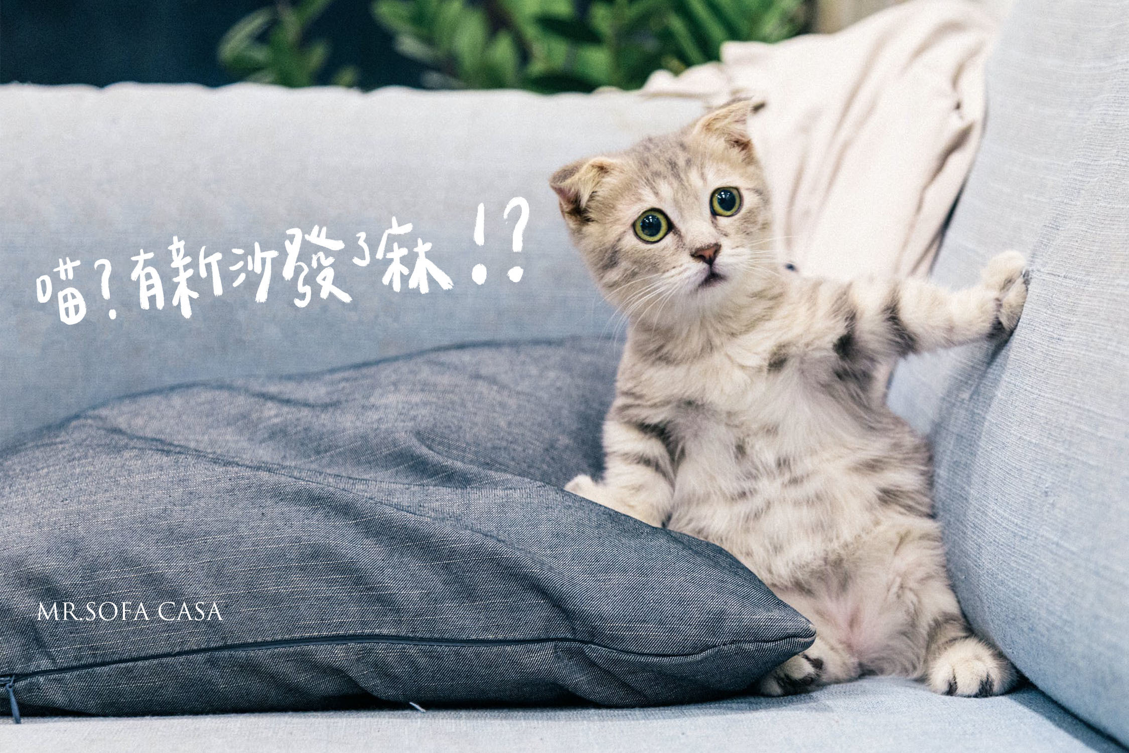 防貓抓沙發是什麼 貓抓布沙發與貓抓皮沙發優缺點報給你知